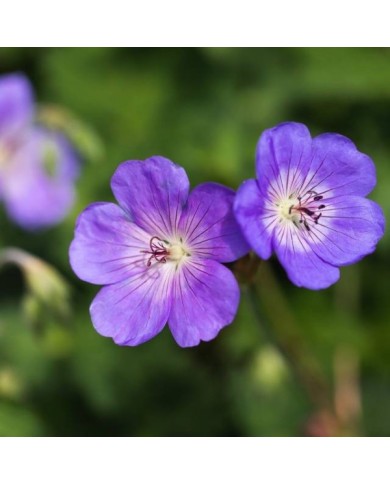 Géranium vivace 'Rozanne' fleurs ( UC Davis Arboretum and Public Garden)