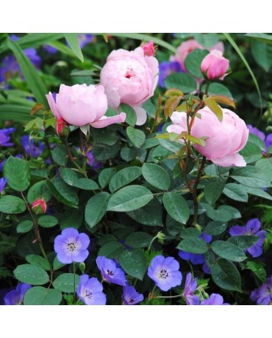 Géranium vivace 'Rozanne' au pied d'un rosier (Mark / flickr.com)