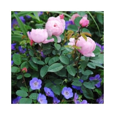 Géranium vivace 'Rozanne' au pied d'un rosier (Mark / flickr.com)
