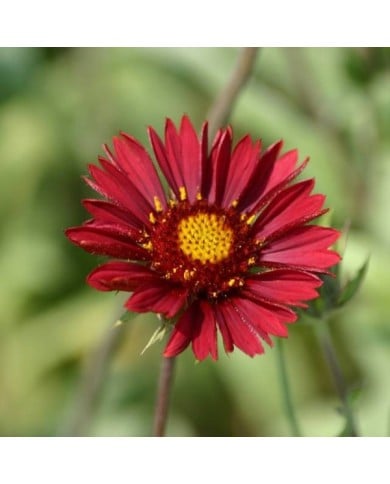Gaillardia 'Bourgogne' - Gaillarde géante à fleurs bordeaux (Francis Bourgouin)