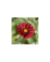 Gaillardia 'Bourgogne' - Gaillarde géante à fleurs bordeaux (Francis Bourgouin)