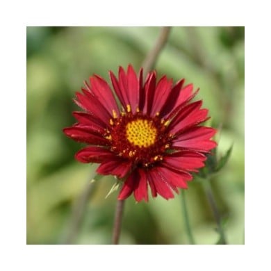 Gaillardia 'Bourgogne' - Gaillarde géante à fleurs bordeaux (Francis Bourgouin)