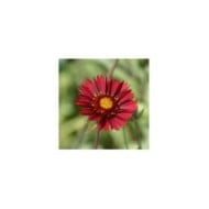 Gaillardia 'Bourgogne' - Gaillarde géante à fleurs bordeaux (Francis Bourgouin)