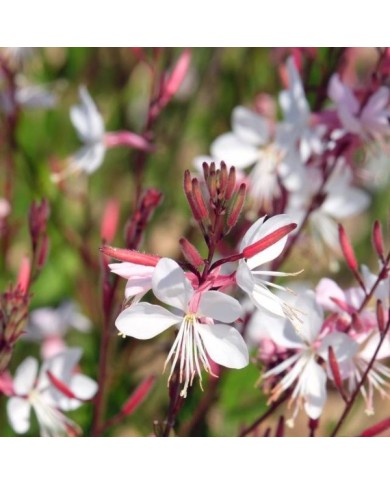 Gaura lindheimeri à fleurs blanches (irairopa / Adobe Stock)