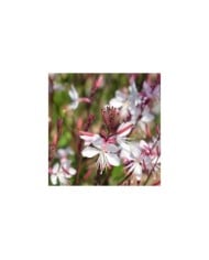 Gaura lindheimeri à fleurs blanches (irairopa / Adobe Stock)