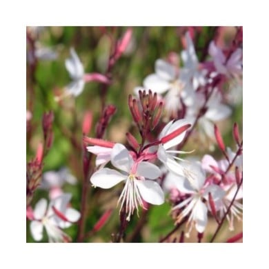 Gaura lindheimeri à fleurs blanches (irairopa / Adobe Stock)
