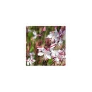 Gaura lindheimeri à fleurs blanches (irairopa / Adobe Stock)