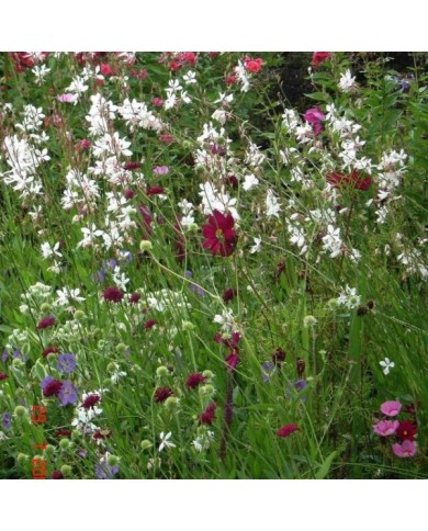 Gaura à fleurs blanches (Peganum / flickr.com)