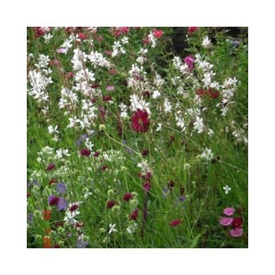 Gaura à fleurs blanches (Peganum / flickr.com)