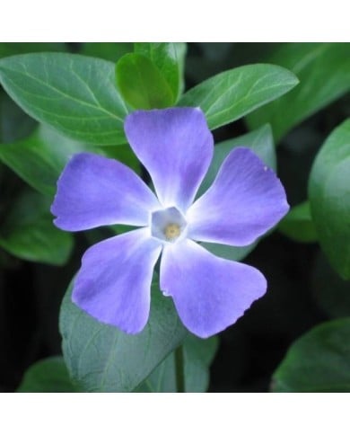 Grande pervenche bleue - Vinca major (HQ Flower Guide)