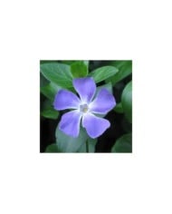 Grande pervenche bleue - Vinca major (HQ Flower Guide)