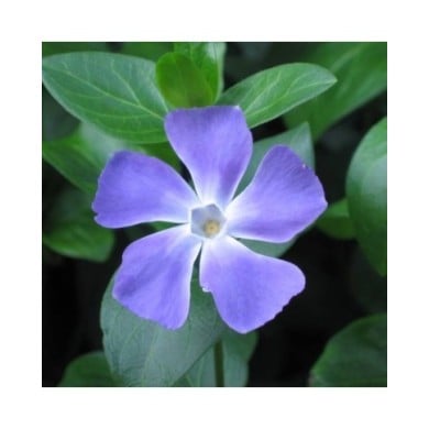 Grande pervenche bleue - Vinca major (HQ Flower Guide)
