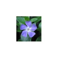 Grande pervenche bleue - Vinca major (HQ Flower Guide)