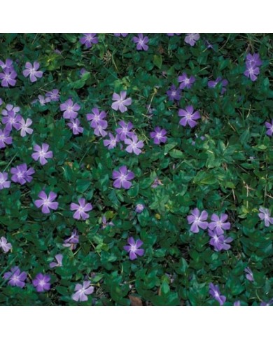 Grande pervenche bleue - Vinca major (Forest and Kim Starr)