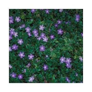 Grande pervenche bleue - Vinca major (Forest and Kim Starr)