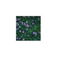 Grande pervenche bleue - Vinca major (Forest and Kim Starr)