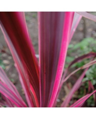Cordyline 'Paso Doble'