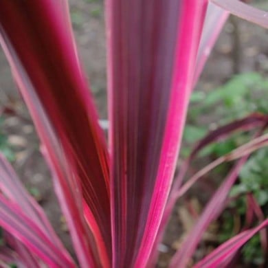 Cordyline 'Paso Doble'