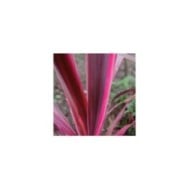 Cordyline 'Paso Doble'
