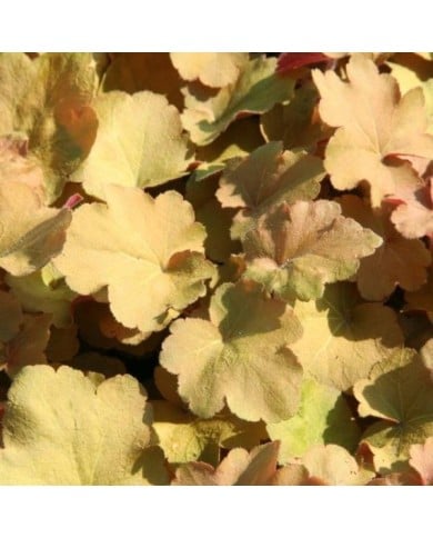 Heuchère Caramel® (Marie-Elise Liennard)