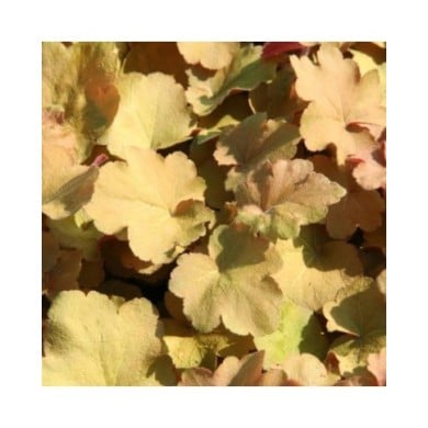 Heuchère Caramel® (Marie-Elise Liennard)