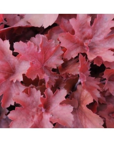 Hechère 'Cherry Cola' - Heuchera (John Caley / Adobe Stock)