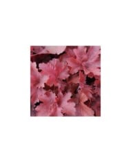 Hechère 'Cherry Cola' - Heuchera (John Caley / Adobe Stock)