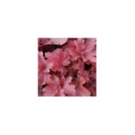 Hechère 'Cherry Cola' - Heuchera (John Caley / Adobe Stock)