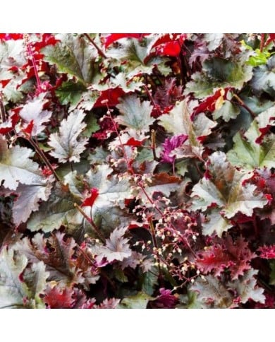 Heuchère 'Palace Purple' - Heuchera micrantha 'Palace Purple' (Marc / Adobe Stock)