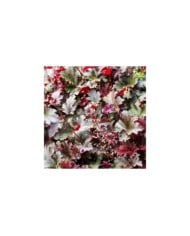 Heuchère 'Palace Purple' - Heuchera micrantha 'Palace Purple' (Marc / Adobe Stock)