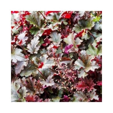 Heuchère 'Palace Purple' - Heuchera micrantha 'Palace Purple' (Marc / Adobe Stock)