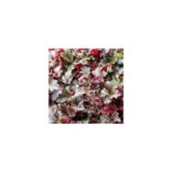 Heuchère 'Palace Purple' - Heuchera micrantha 'Palace Purple' (Marc / Adobe Stock)