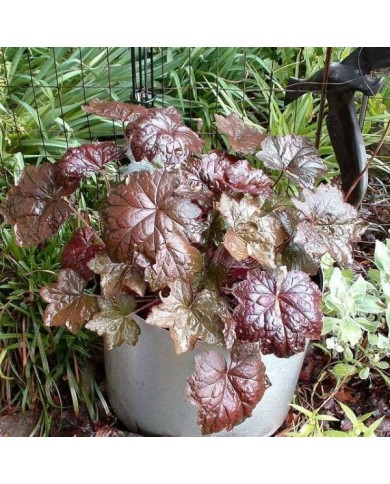 Heuchère 'Palace Purple' - Heuchera micrantha 'Palace Purple' (Henryr10)
