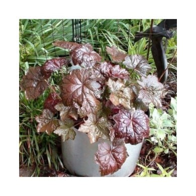 Heuchère 'Palace Purple' - Heuchera micrantha 'Palace Purple' (Henryr10)