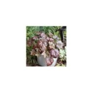 Heuchère 'Palace Purple' - Heuchera micrantha 'Palace Purple' (Henryr10)