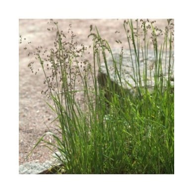 Amourette ou Hochet du vent - Briza media (Averater / wikimedia.org)
