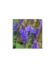 Hyssopus officinalis - Hysope - Fleurs (Lotus Johnson)