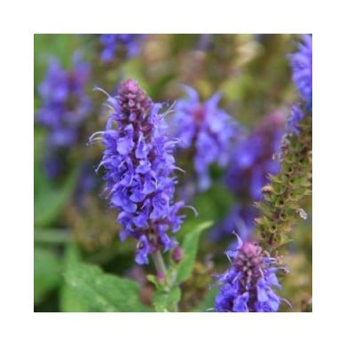 Hyssopus officinalis - Hysope - Fleurs (Lotus Johnson)