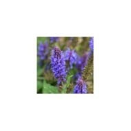 Hyssopus officinalis - Hysope - Fleurs (Lotus Johnson)