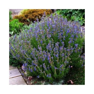 Hyssopus officinalis - Hysope (peganum)