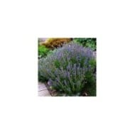 Hyssopus officinalis - Hysope (peganum)
