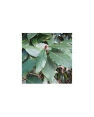 Laurus nobilis - Laurier sauce (Forest and Kim Starr)