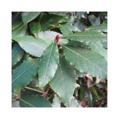 Laurus nobilis - Laurier sauce (Forest and Kim Starr)