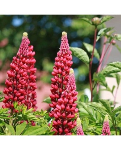 Lupin de Russel à fleurs rouges - Lupinus 'Les Pages'  (Nathalie Massin / Pixabay)