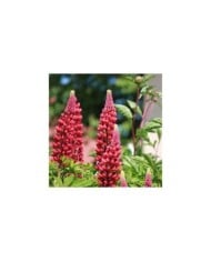 Lupin de Russel à fleurs rouges - Lupinus 'Les Pages'  (Nathalie Massin / Pixabay)