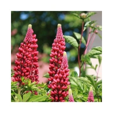 Lupin de Russel à fleurs rouges - Lupinus 'Les Pages'  (Nathalie Massin / Pixabay)