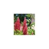 Lupin de Russel à fleurs rouges - Lupinus 'Les Pages'  (Nathalie Massin / Pixabay)