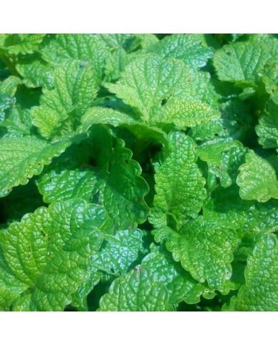 Mélisse-citronnelle  - melissa officinalis