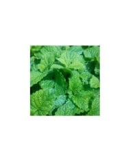 Mélisse-citronnelle  - melissa officinalis