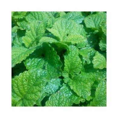 Mélisse-citronnelle  - melissa officinalis
